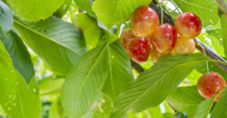 Channel Highway, Woodbridge TAS 7162 – Please contact agent for address Channel Highway, Woodbridge TAS 7162 – Please contact agent for address