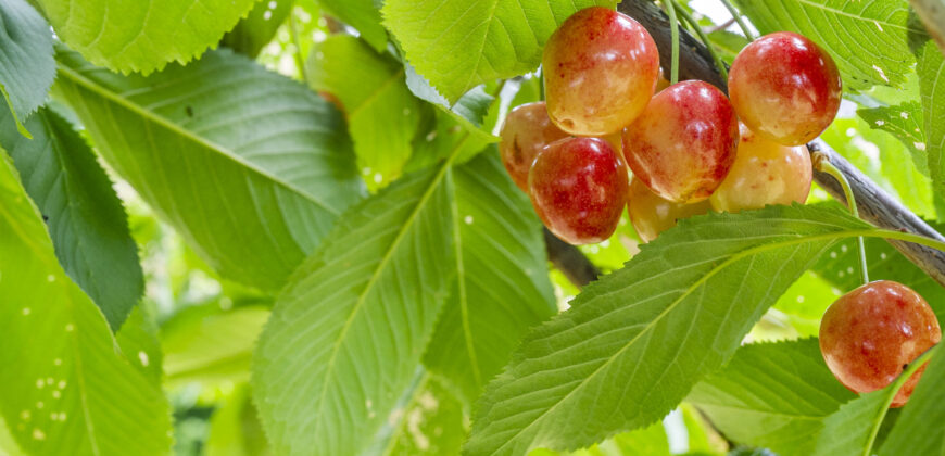 Channel Highway, Woodbridge TAS 7162 – Please contact agent for address