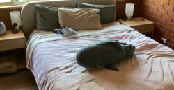 3/276 Churchill Avenue, Sandybay TAS 7005